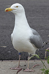 2cy argentatus in February, ringed in Norway. (75189 bytes)